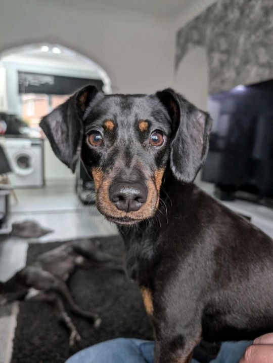 4 Year old unusual female dachshund