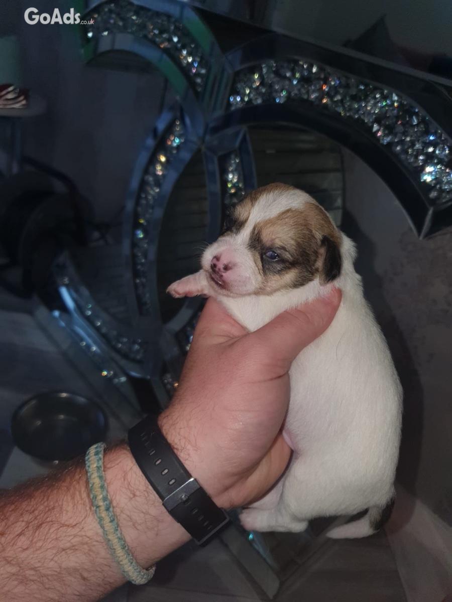 BEAUTIFUL CHIHUAHUA PUPS