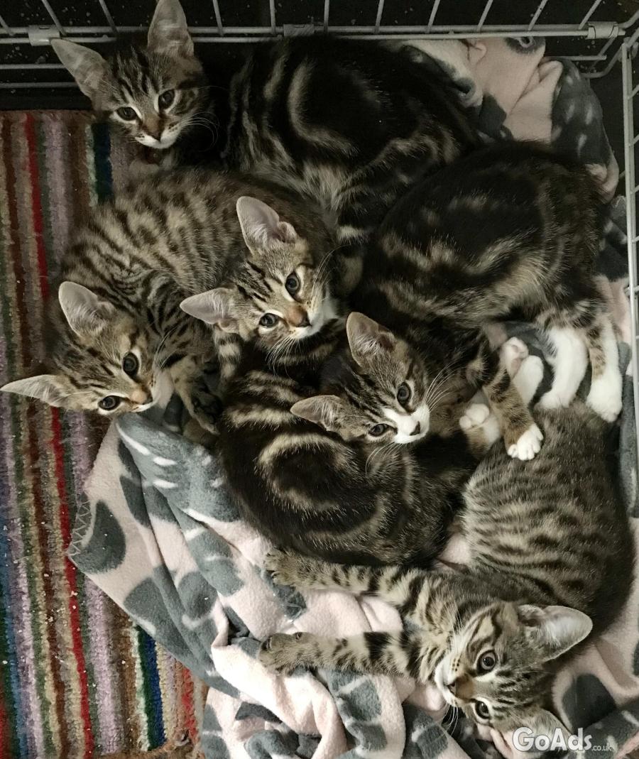 5 beautiful female kittens available today 