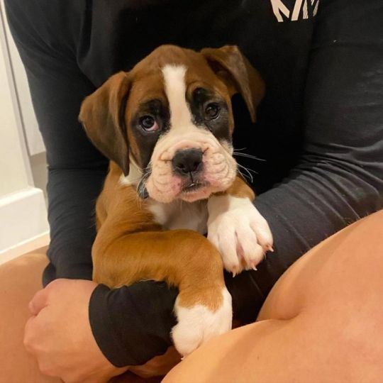 5 Generation Boxer Pups For Sale Only 2 Bobtailed  +447482162214