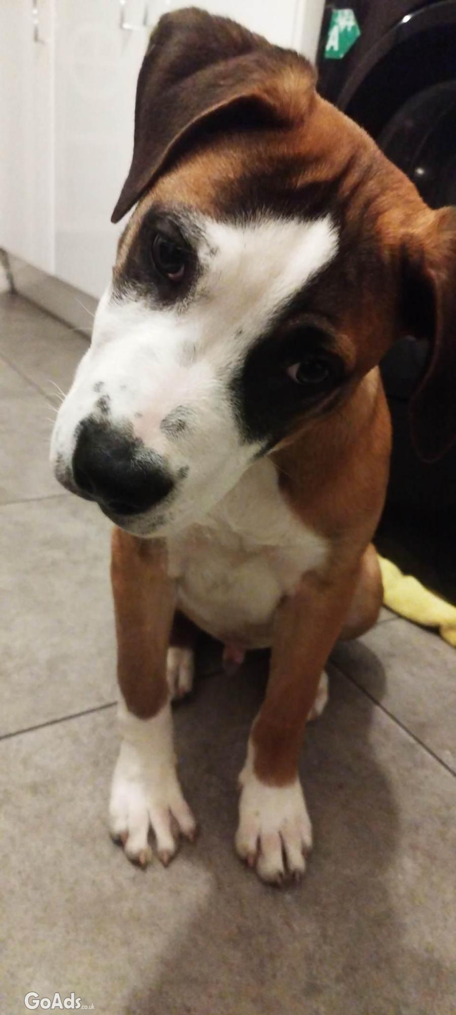5 month old Boxer cross puppy x