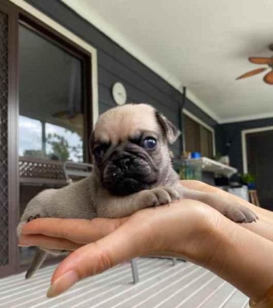 5 pug puppies for adoption sale