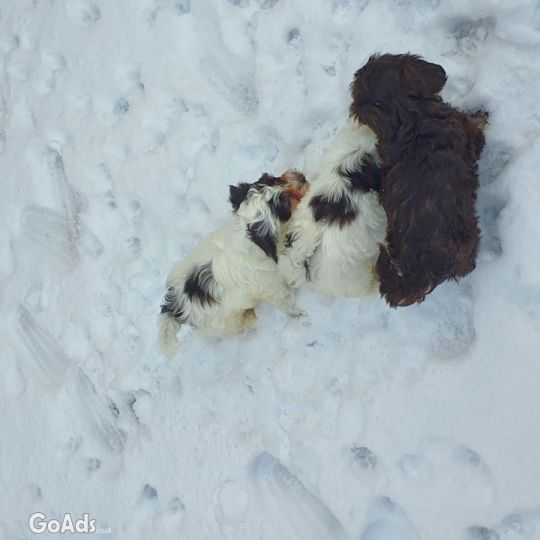 5 purebred Havanese puppies,in Liverpool