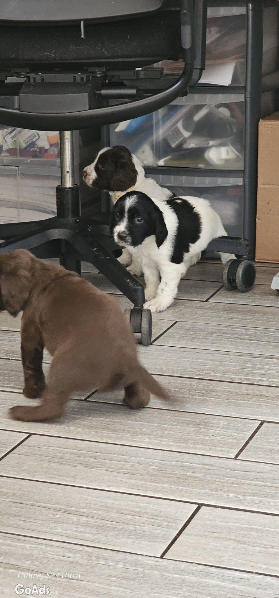 5 Sprocker males available