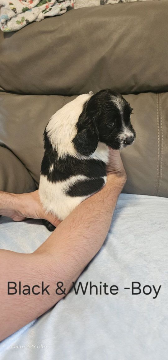5 Sprocker males available