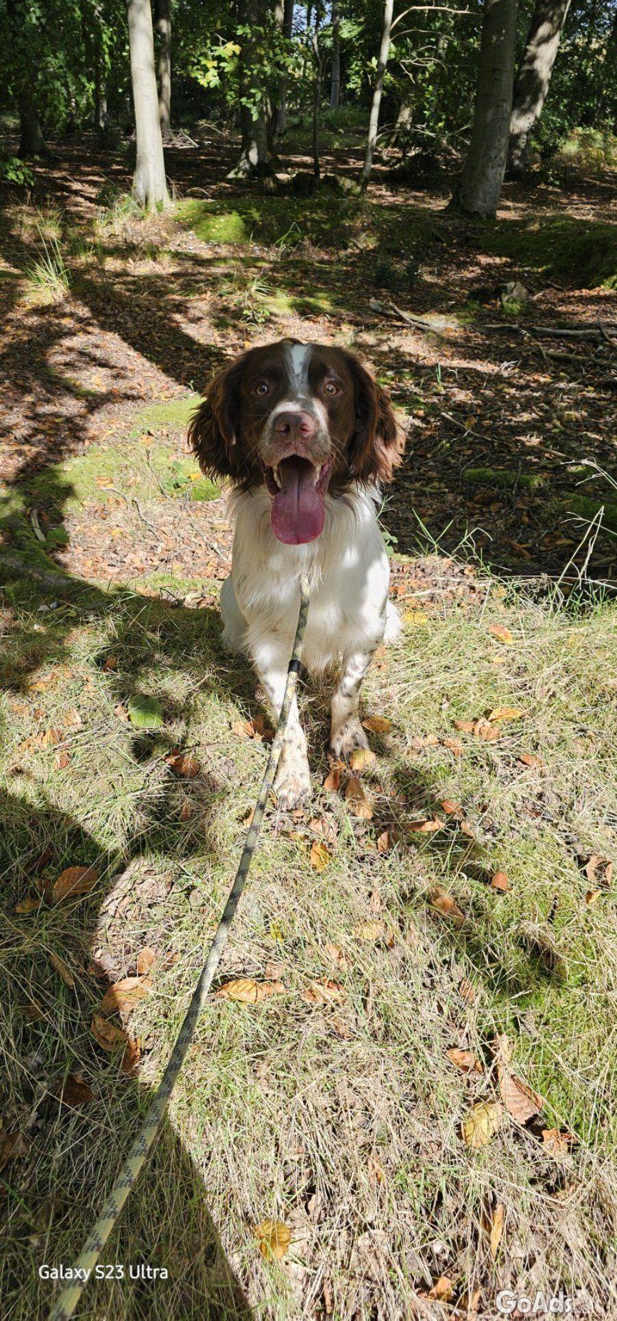 5 Sprocker males available