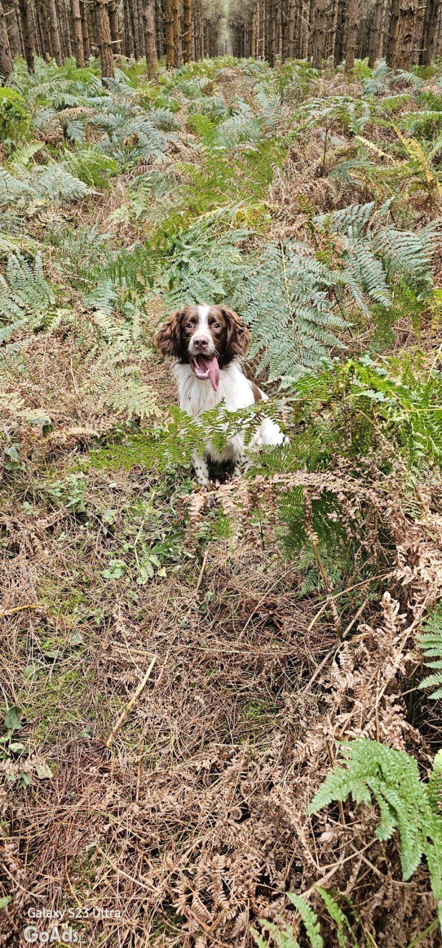 5 Sprocker males available