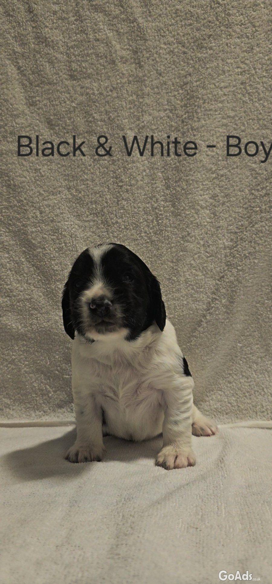 5 Sprocker males available