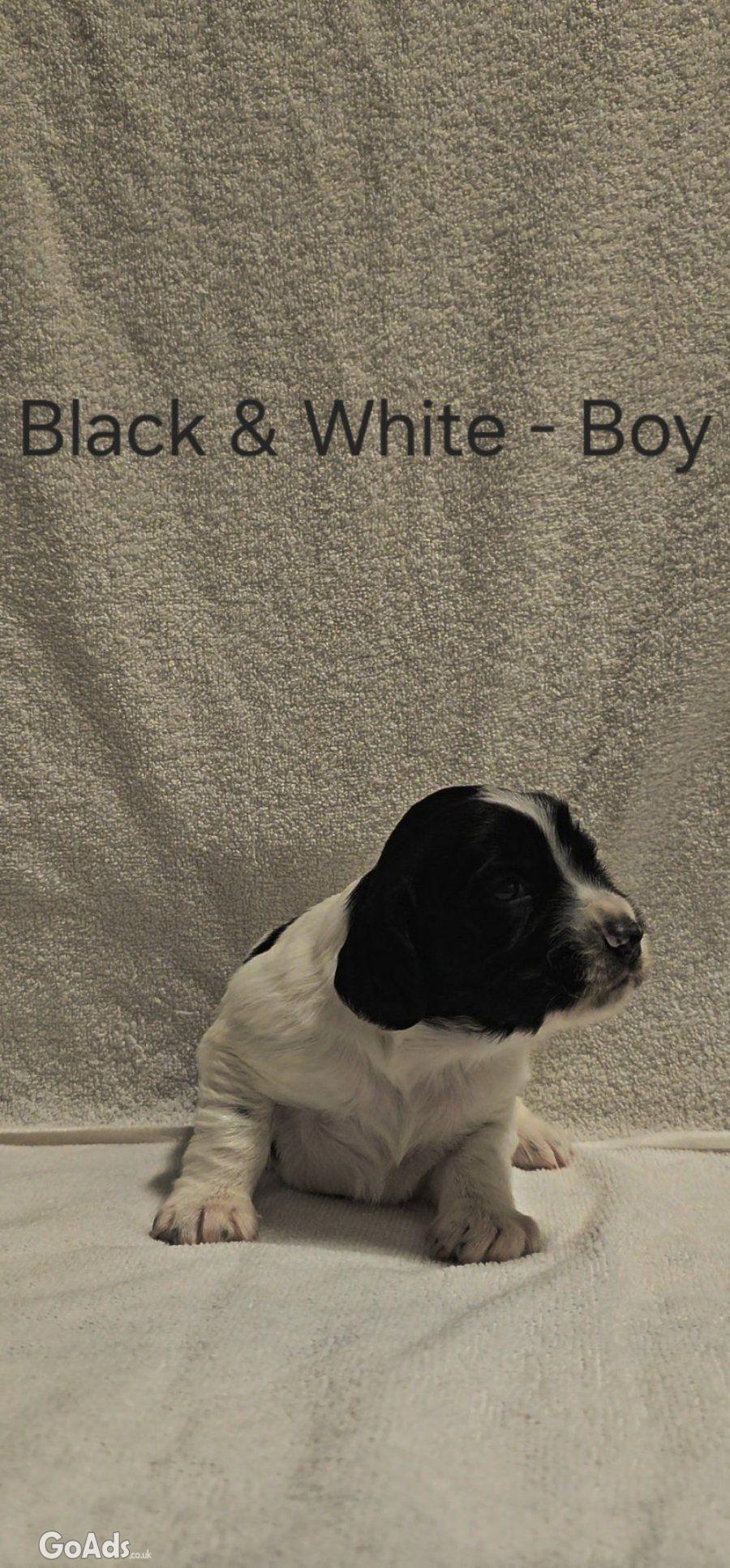 5 Sprocker males available