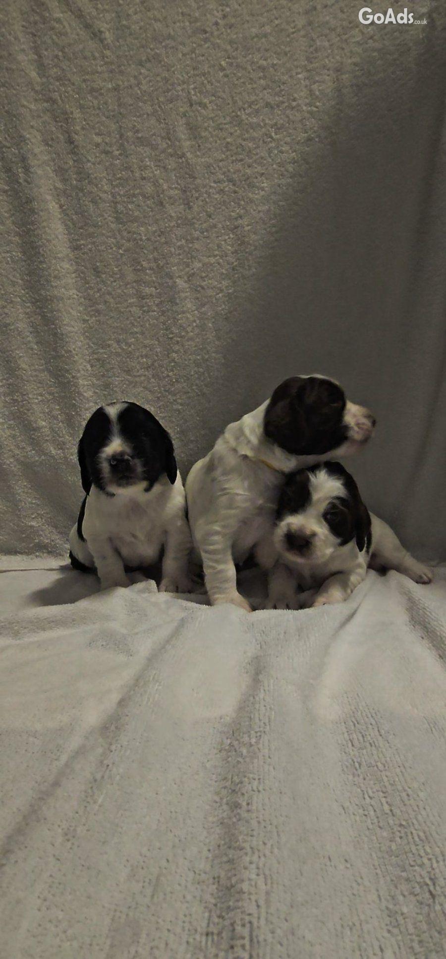5 Sprocker males available