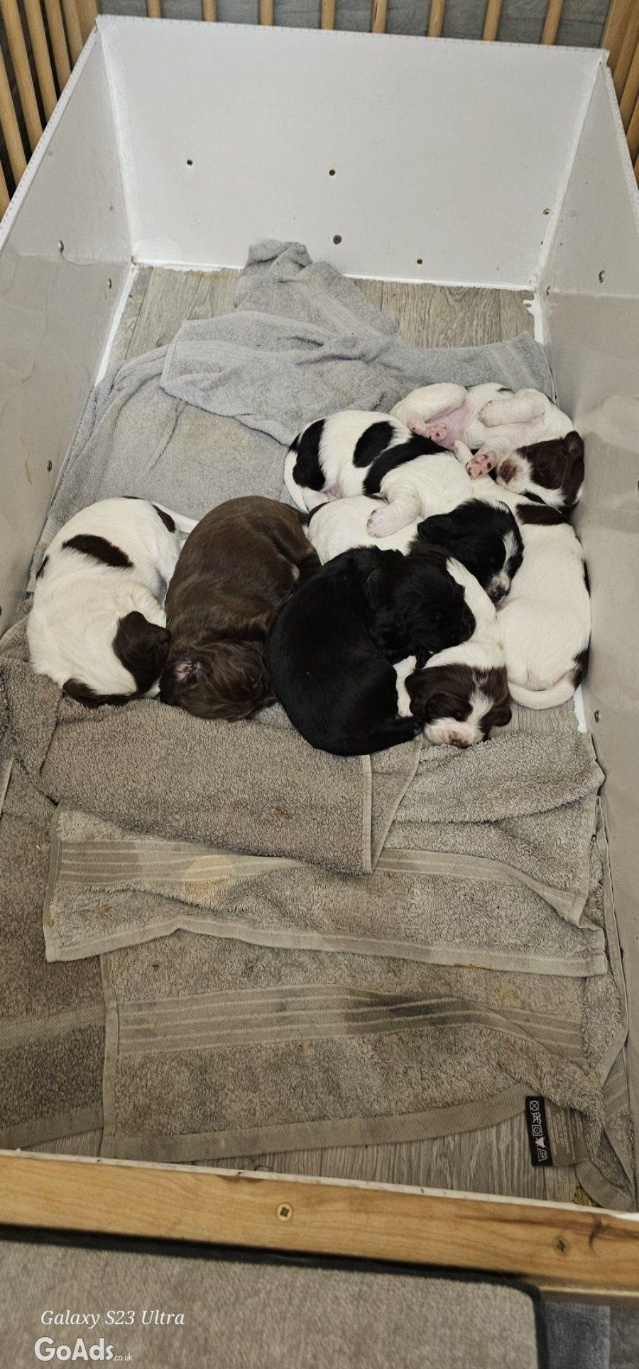 5 Sprocker males available