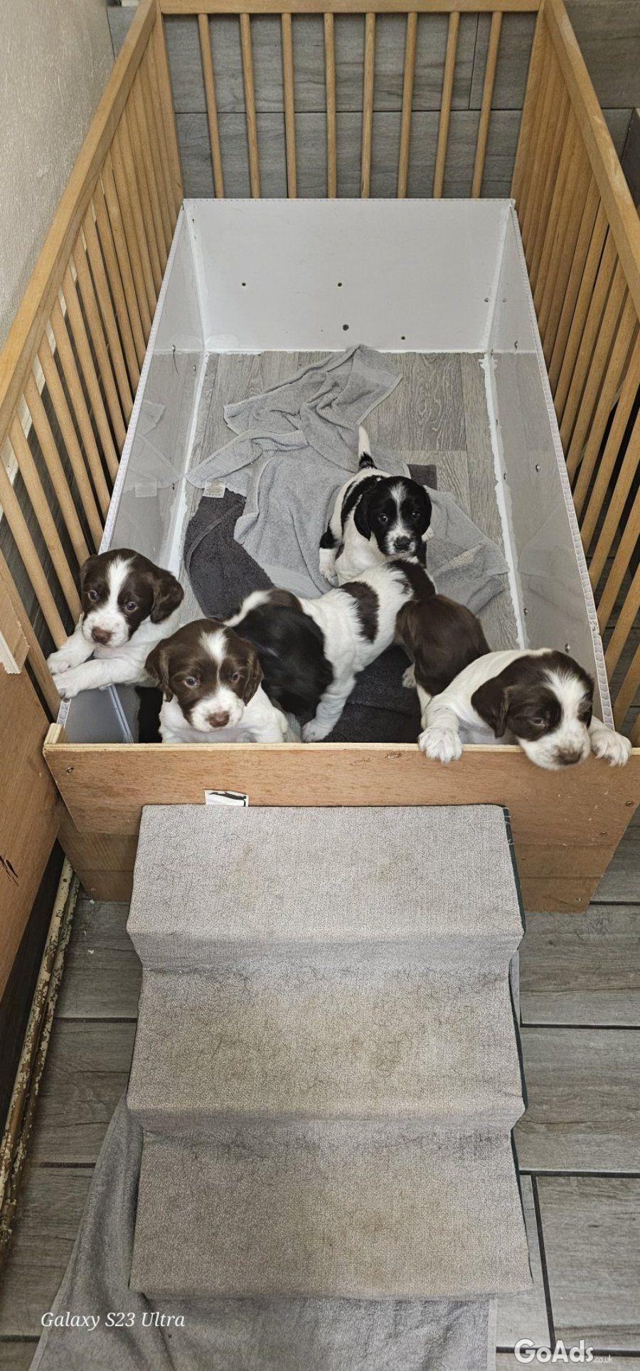 5 Sprocker males available