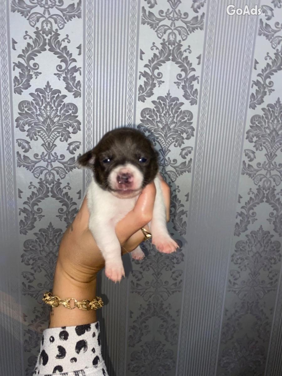 BEAUTIFUL CHIHUAHUA PUPS