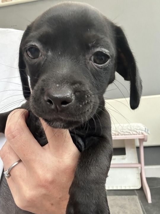 6 Beautiful Dachshund crossed Jug (READY NOW)