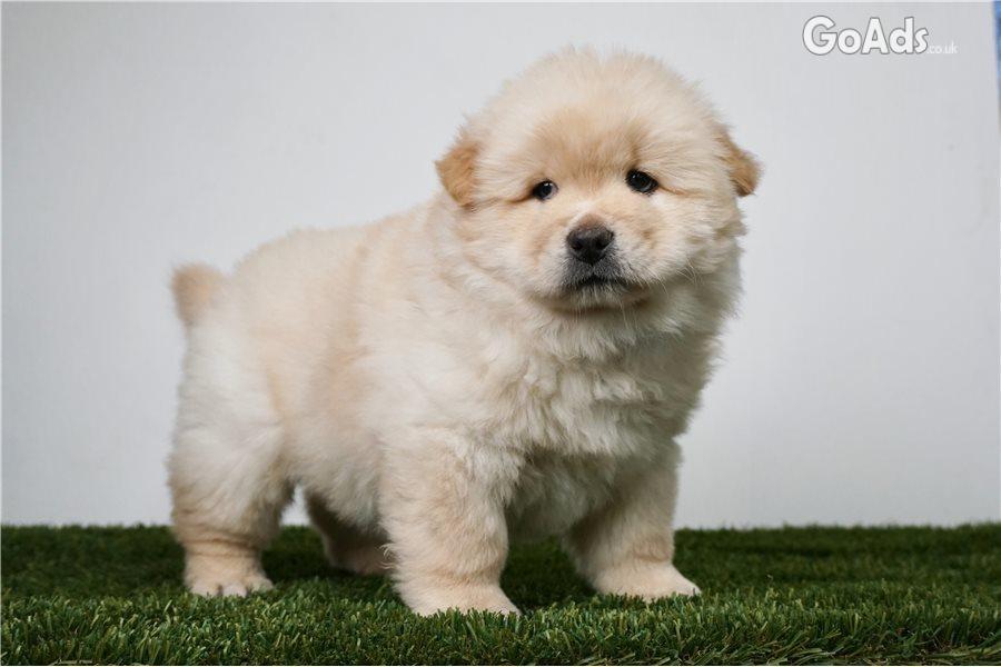 6 CHOW CHOW PUPPIES FOR SALE. 