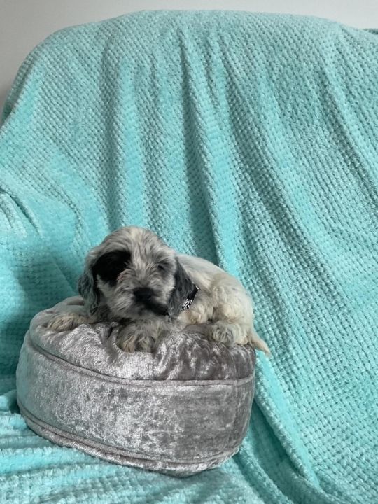 6 COCKAPOO PUPPIES 4 BOYS 2 GIRLS GREAT YARMOUTH