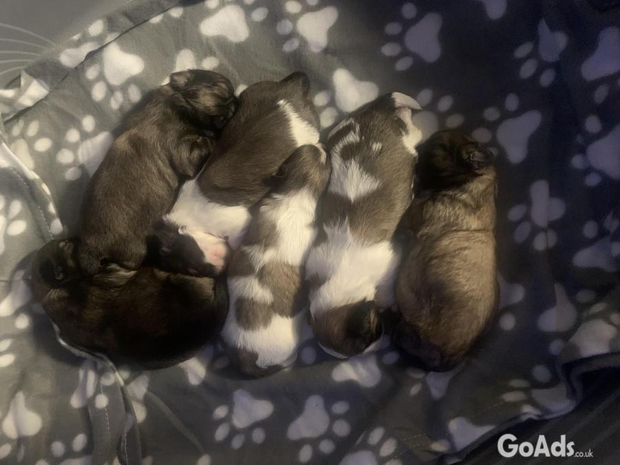 6 gorgeous shihtzu puppy’s 