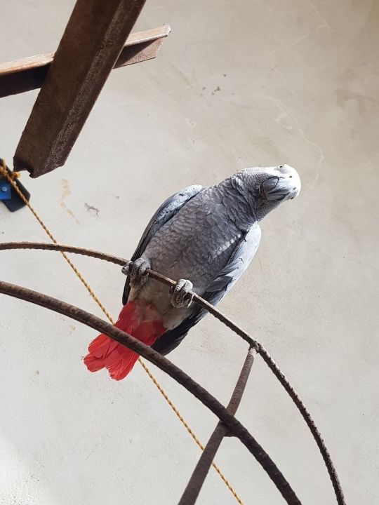 6 months old African grey parrot