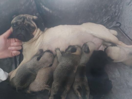 6 pug puppy's 2 weeks old for sale