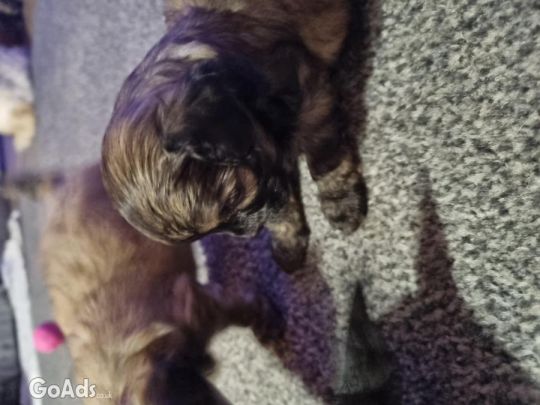 6 shipooh puppys livingston