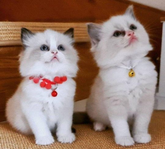 6G Ragdoll kittens for Re-homing