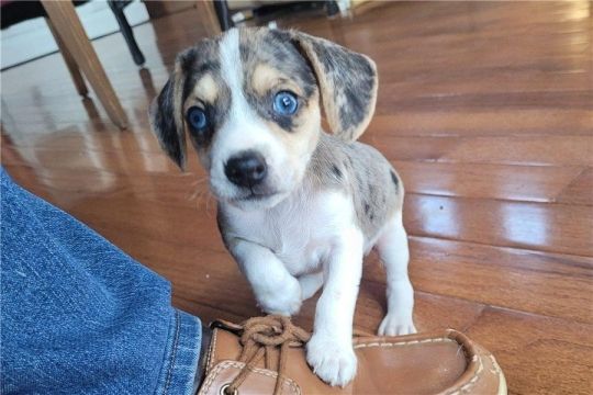 7 BEAGLE PUPPIES FOR SALE.