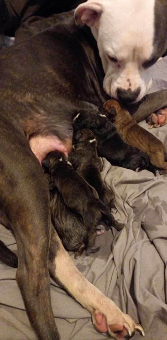 7 Beautiful Old Tyme Bulldog X Staffordshire Bullterrier Puppies