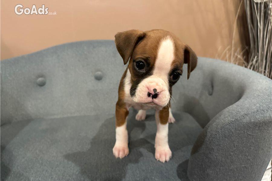 7 BOXER PUPPIES FOR SALE....
