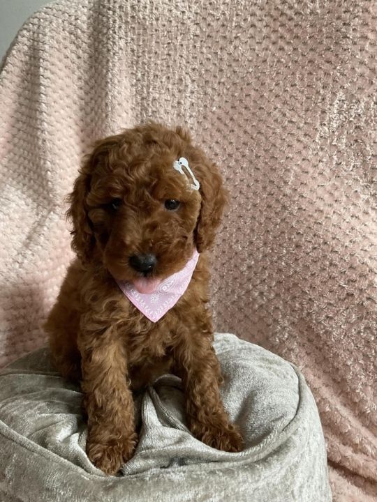 7 FOX RED MINIATURE POODLES 4 GIRLS 3 BOYS
