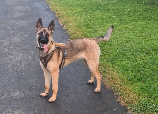 2 year old Belgium malinois female