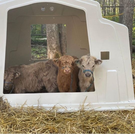 7 month old Miniature highland calves for sale
