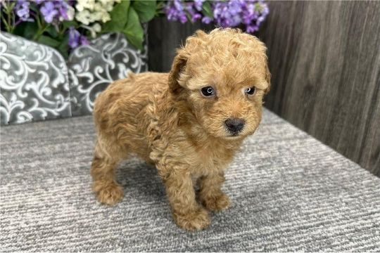 7 POODLE PUPPIES FOR SALE.