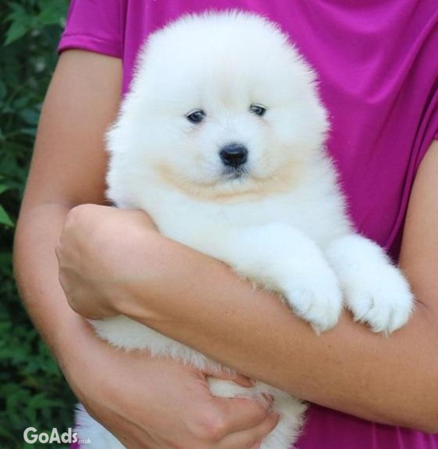 7 SAMOYED PUPPIES FOR SALE. 