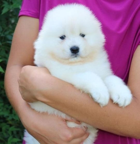 7 SAMOYED PUPPIES FOR SALE.