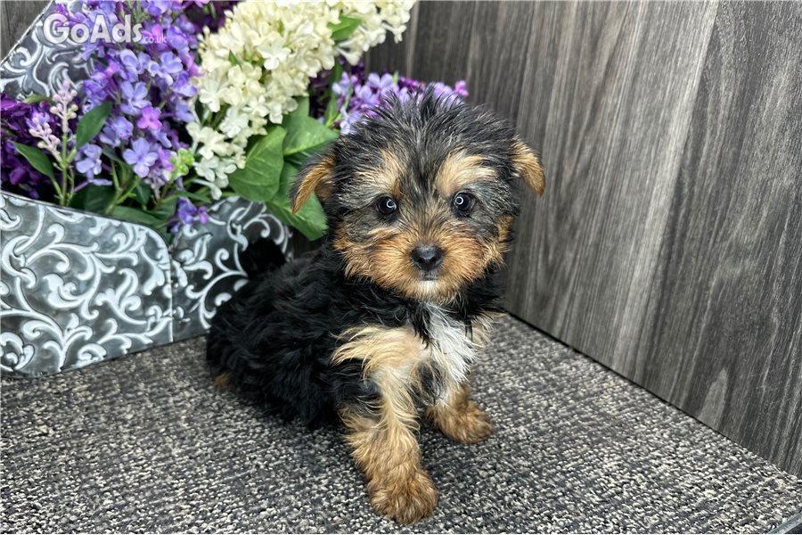 7 YORKSHIRE TERRIER PUPPIES FOR SALE.