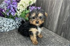 7 YORKSHIRE TERRIER PUPPIES FOR SALE.