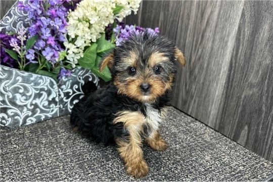 7 YORKSHIRE TERRIER PUPPIES FOR SALE.