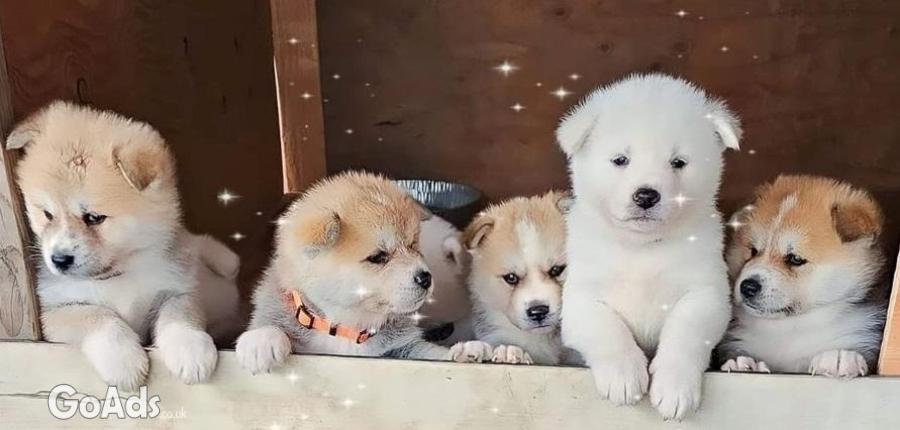 8 AKITA PUPPIES FOR SALE.