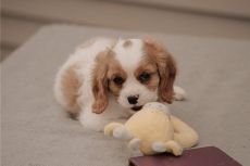 8 CAVALIER KING CHARLES PUPPIES FOR SALE.