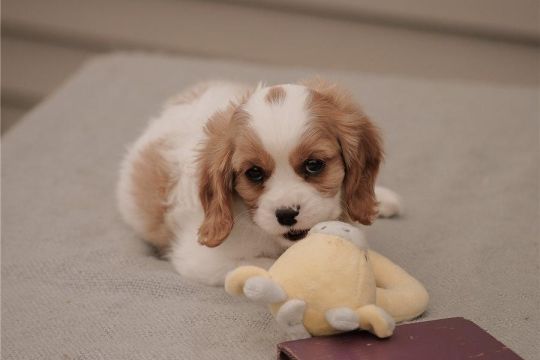 8 CAVALIER KING CHARLES PUPPIES FOR SALE.