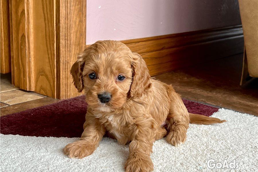 8 COCKAPOO PUPPIES FOR SALE. 