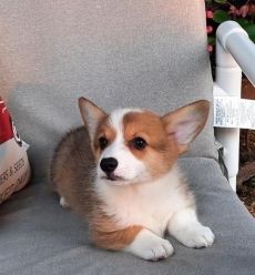 8 CORGI PUPPIES FOR SALE.