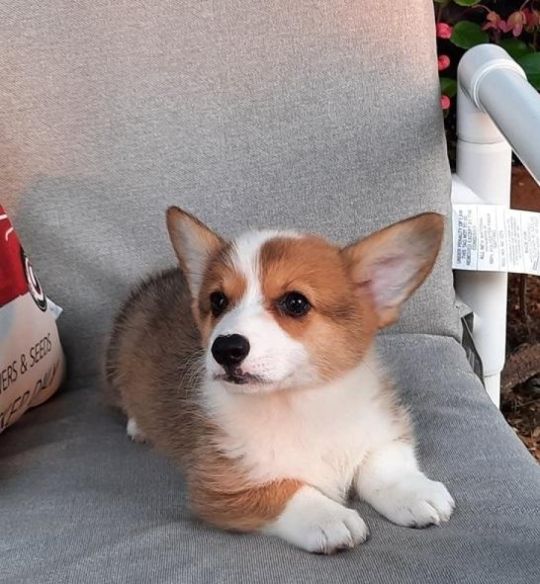 8 CORGI PUPPIES FOR SALE.