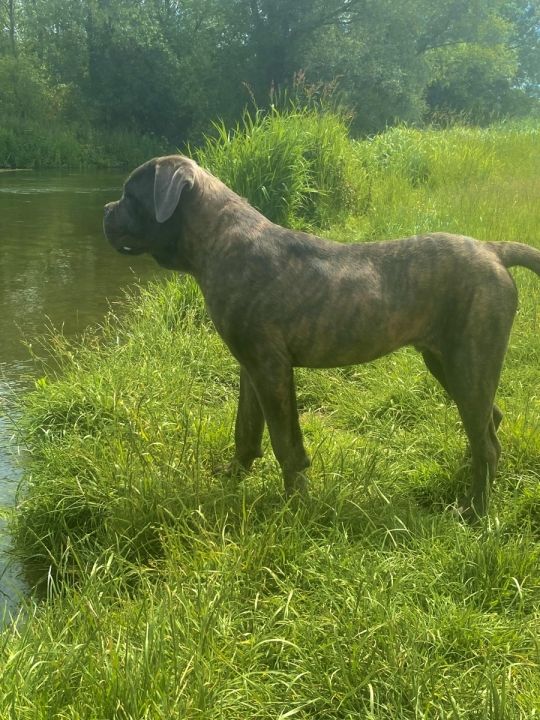 8 month old male Cane Corso, looking for his forever home