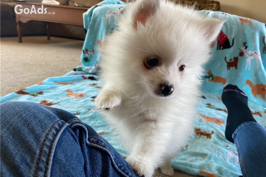 8 POMERANIAN PUPPIES FOR SALE. 