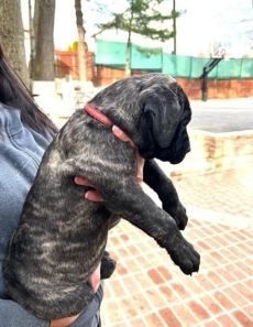 8 PRESA CANARIO PUPPIES FOR SALE.