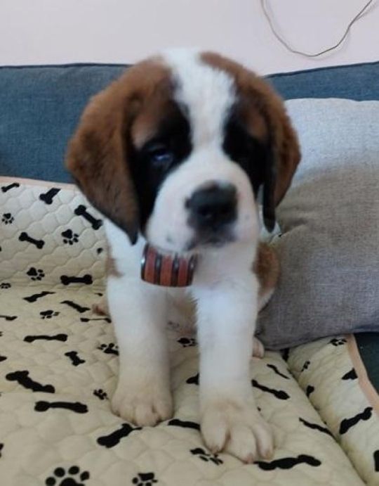 8 SAINT BERNARD PUPPIES FOR SALE.