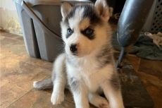 8 SIBERIAN HUSKY PUPPIES FOR SALE.