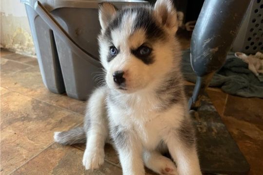 8 SIBERIAN HUSKY PUPPIES FOR SALE.