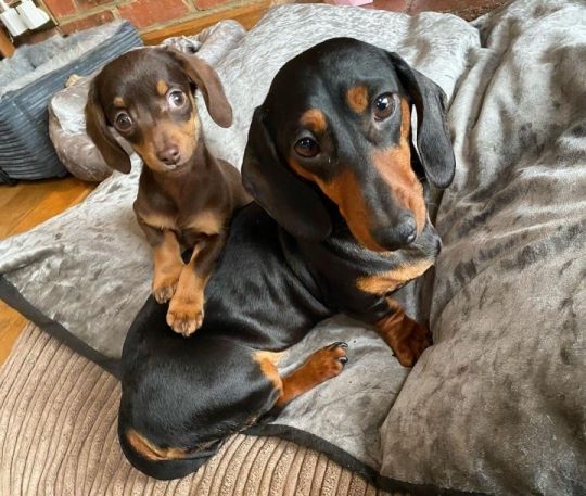 8 wk.old kc mini dachshund boys Absolutely stunning litter of KC dach